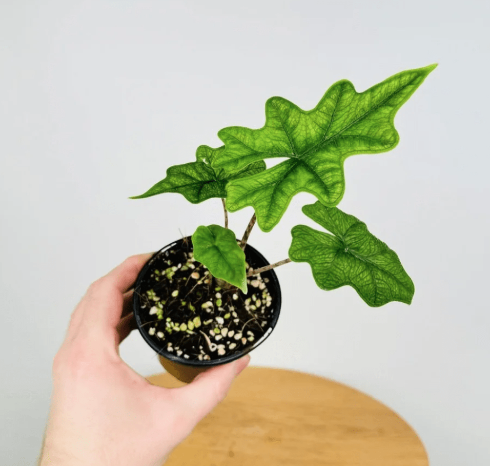 Alocasia Jacklyn in small black pot